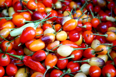 广东特色小辣椒品种:樱桃辣椒