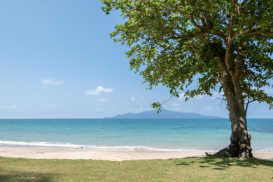 海边沙滩上生长的大树正对着大海