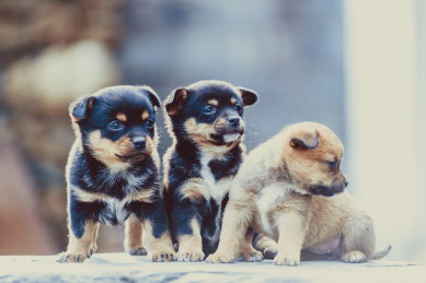 中华田园犬幼犬