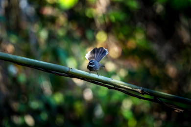 树林中觅食的白喉扇尾鹟鸟