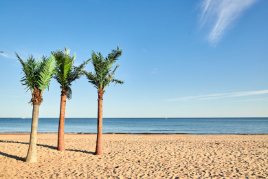 海边沙滩上漂亮的椰树
