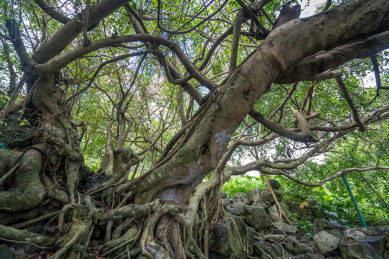 海南热带雨林里的榕树