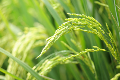 rice plant