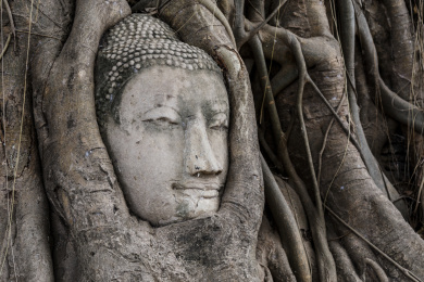 buddha head in banyan tree at ayutthaya