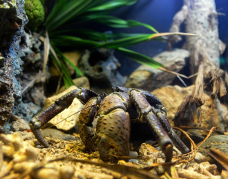 coconut crab