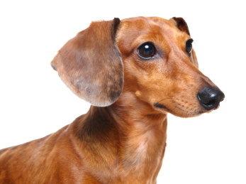 brown short hair dachshund dog