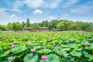 北海公园荷花掩映