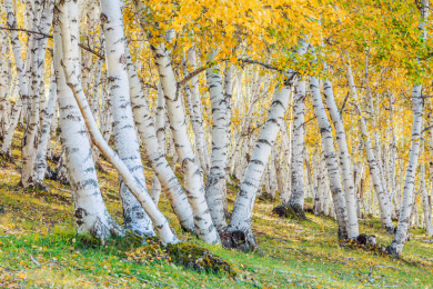 秋天坝上草原的白桦林