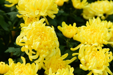 一片黄色菊花 菊花