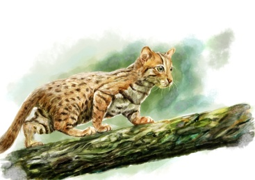 Feral cat watercolor 凝视的猎猫 watercolor