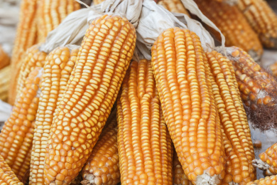 丰收的晒干的黄玉米棒