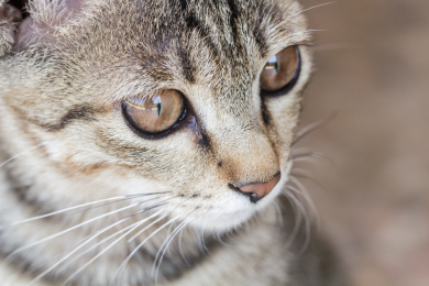 The local feature of a cute kitten outdoors.