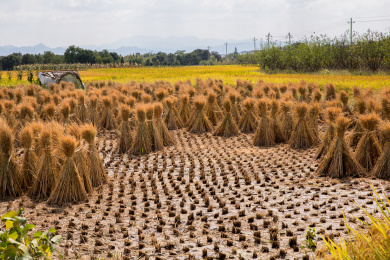 收割完的稻田和立在稻田上的稻草垛子