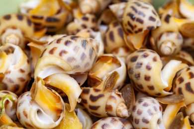 新鲜美味花螺 花螺