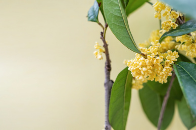 黄色背景上的新鲜桂花枝