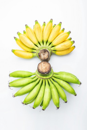 一把绿色小米蕉和黄色小米蕉在白背景上