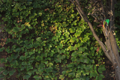 攀缘在墙壁岩石上的爬山虎