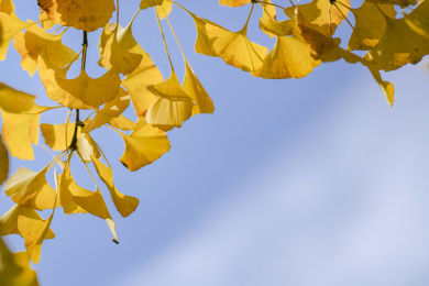 秋天的银杏叶 银杏叶
