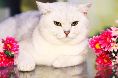 趴在桌子上肥肥的白色英国短毛猫