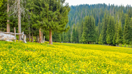 中国新疆博州博乐市赛里木湖春季风光