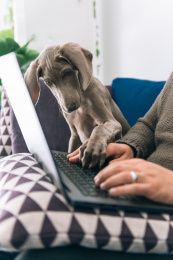 主人居家办公宠物打扰求陪伴