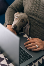 男主人在家办公宠物陪伴左右