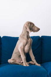 宠物狗的居家肖像