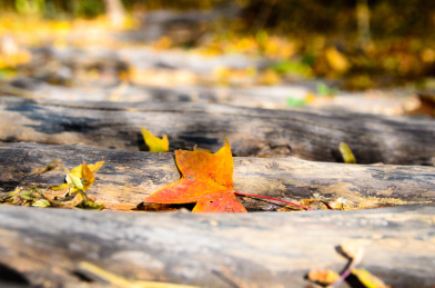 秋季木头栈道上落下许多的黄色枫叶
