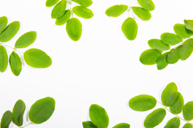 植物叶子背景 植物