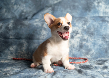 宠物狗柯基幼犬棚拍