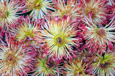 成都菊花花卉展 中国四川