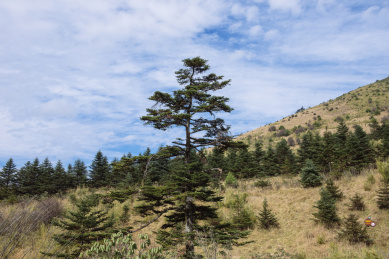 神农架景区神农顶秋色
