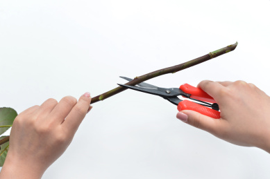 一位女生在用剪刀修剪花枝树枝