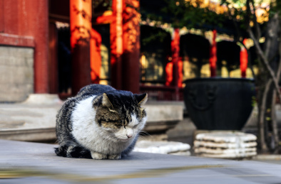 北京故宫猫特写