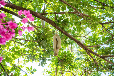 吊灯树上结的吊瓜 吊灯树