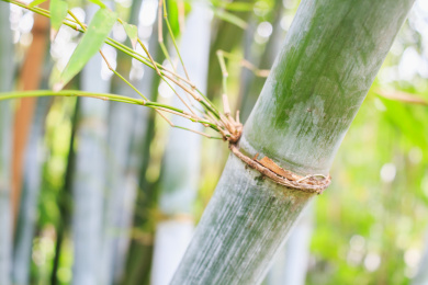 竹子竹节局部特写 竹