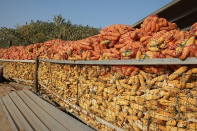 丰收的玉米堆 粮食