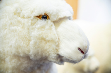 绵羊标本展示羊毛毛料