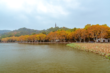 杭州西湖北山街秋景