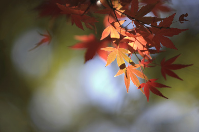 秋天美丽的枫叶