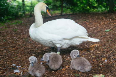 丑小鸭与白天鹅 鸟