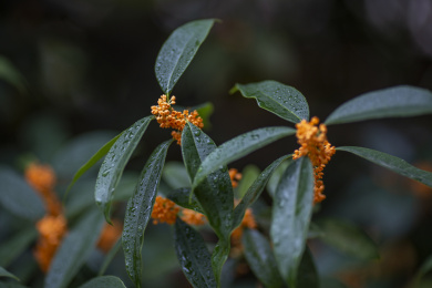 盛开的桂花树