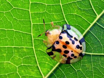 叶子上的大黑星龟金花虫