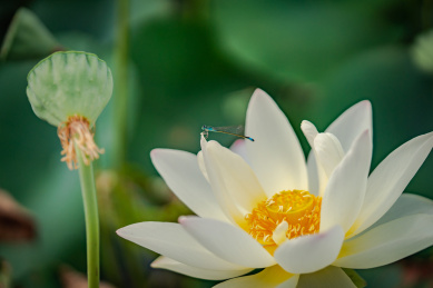 盛开的白莲花和停在上面的蜻蜓