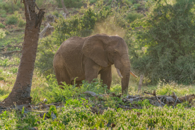 安博塞利草原上的非洲象