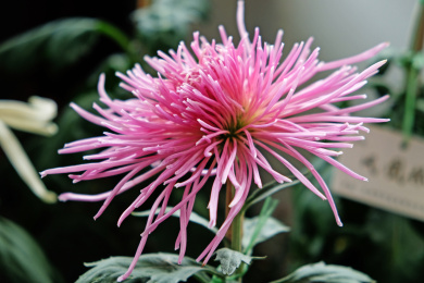 秋天盛开的菊花 寿客