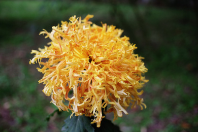 秋季盛开的菊花 金英