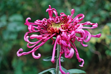 秋季盛开的菊花 金英