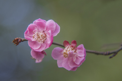 两朵桃花笑春风 春天