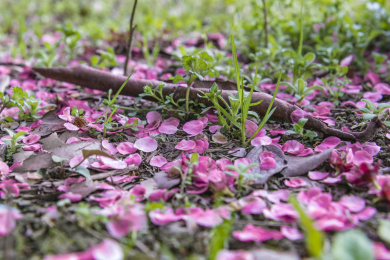 落花化作春泥,滋润土壤